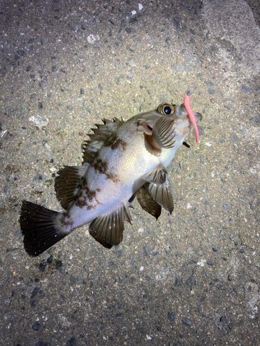 シロメバルの釣果