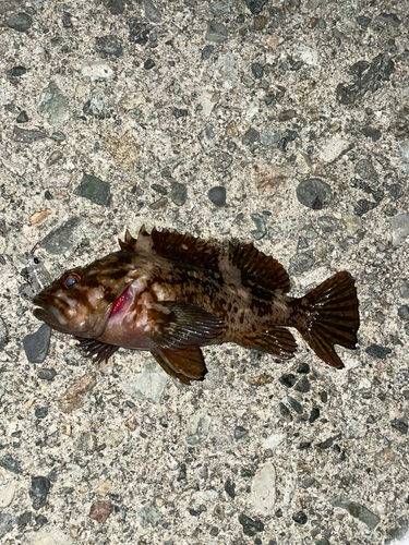 カサゴの釣果