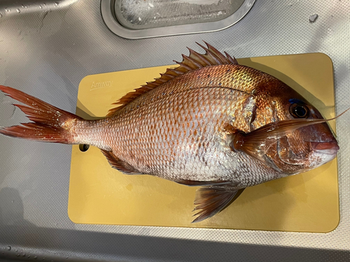 マダイの釣果