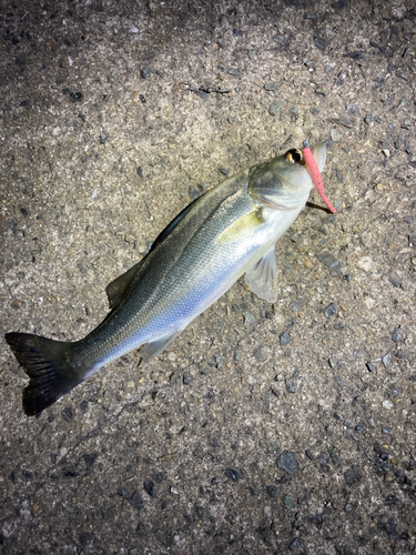 セイゴ（マルスズキ）の釣果