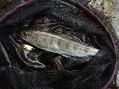 アマゴの釣果