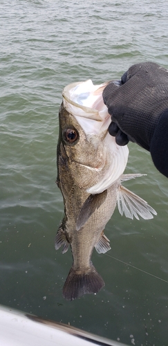 ハネ（マルスズキ）の釣果