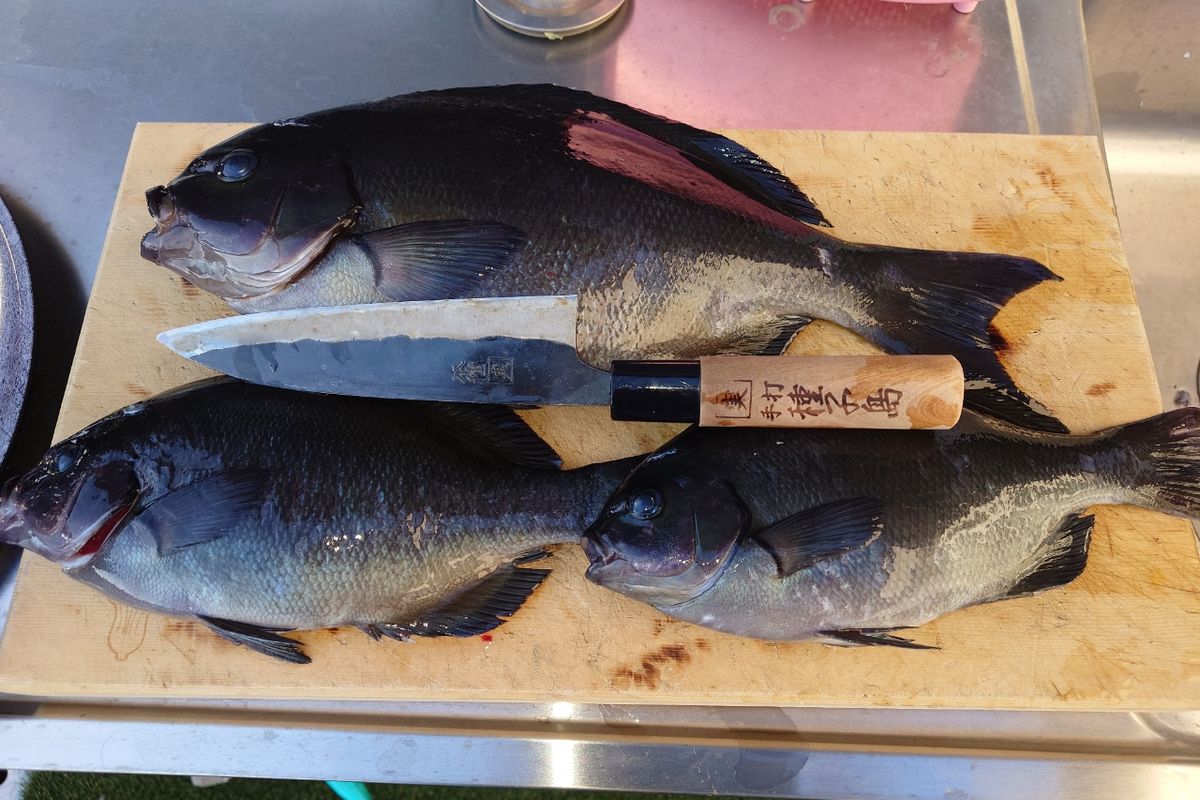 釣れない釣りバカゆう丸さんさんの釣果 1枚目の画像