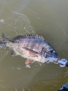 クロダイの釣果