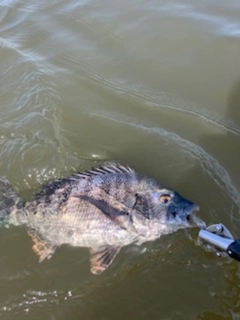 クロダイの釣果