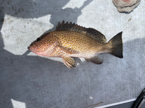 オオモンハタの釣果