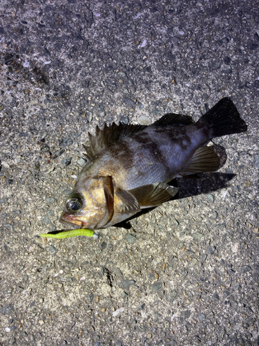 シロメバルの釣果