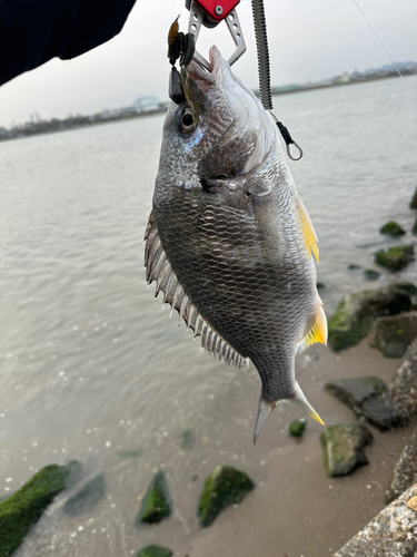 キビレの釣果