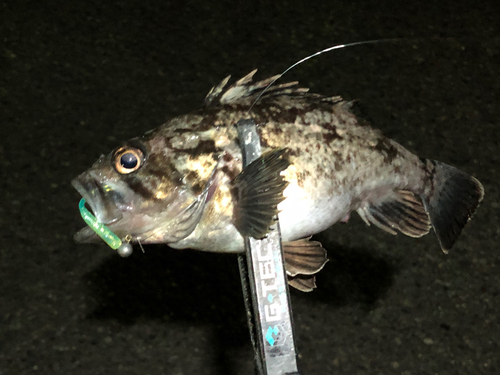 クロソイの釣果