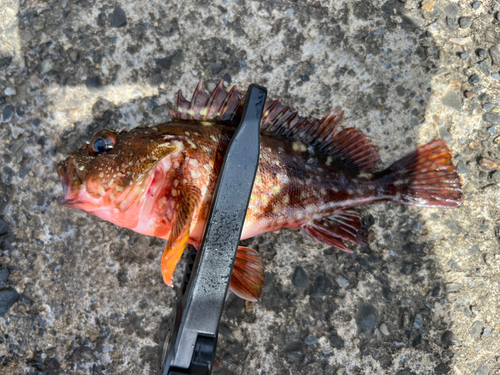 カサゴの釣果