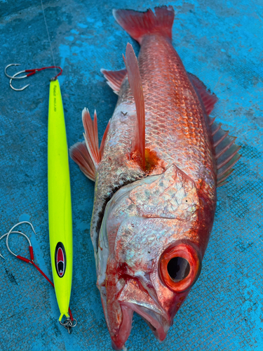 アカムツの釣果