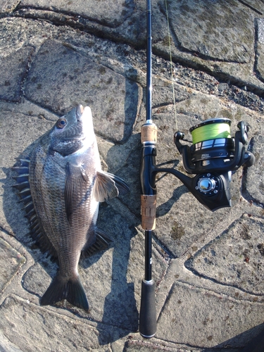 チヌの釣果