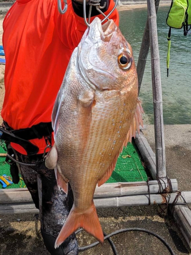 マダイの釣果