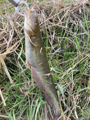 ナマズの釣果