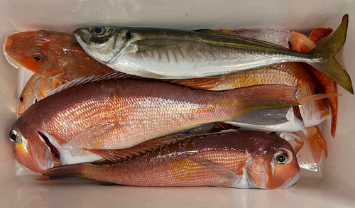 アマダイの釣果