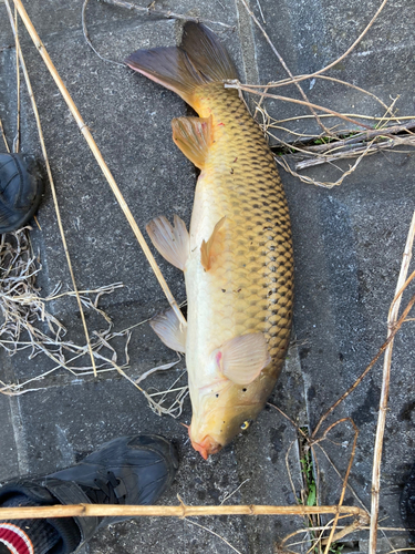 コイの釣果