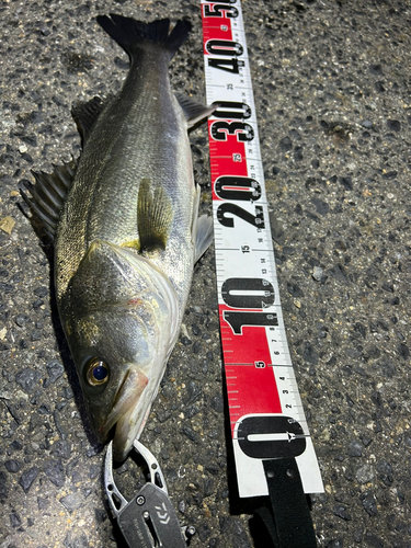 シーバスの釣果