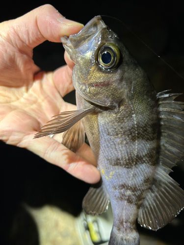 メバルの釣果