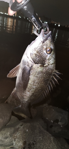 クロダイの釣果