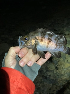 メバルの釣果