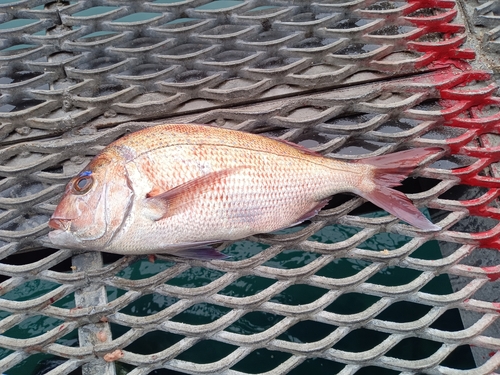 マダイの釣果