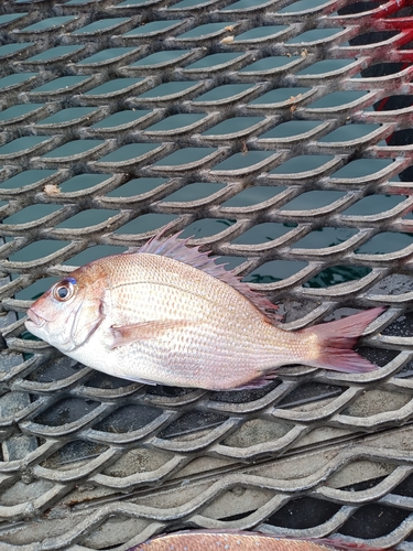 マダイの釣果