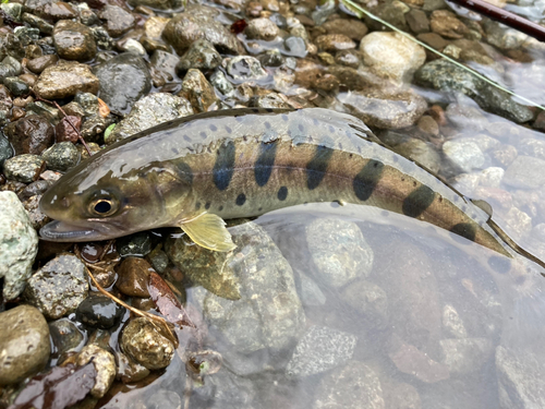 ヤマメの釣果