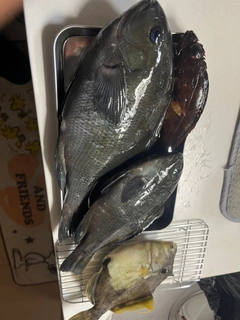 メジナの釣果