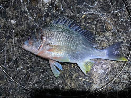 キビレの釣果