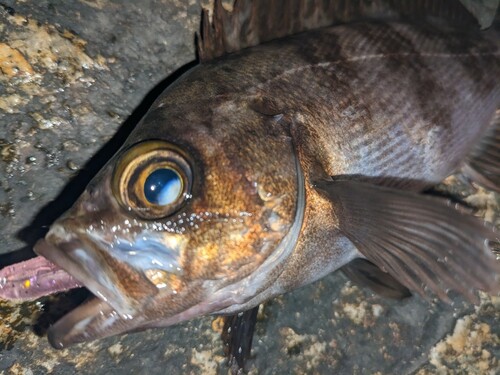 メバルの釣果