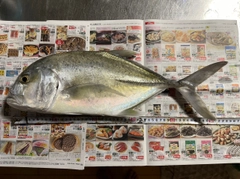 オニヒラアジの釣果