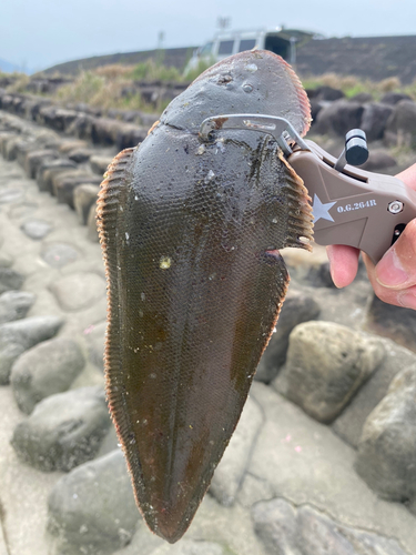 ウシノシタの釣果