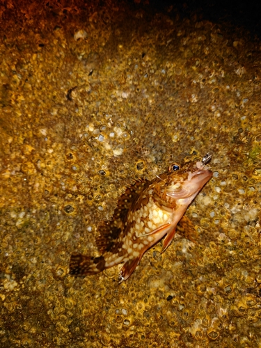 カサゴの釣果