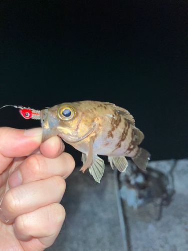 シロメバルの釣果