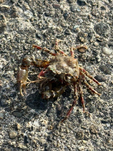 カニの釣果