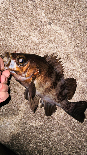 メバルの釣果