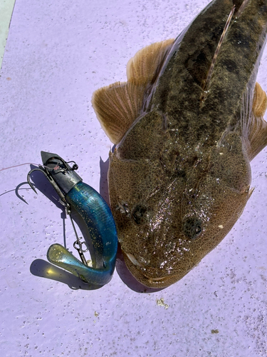 マゴチの釣果