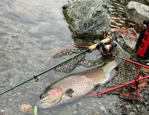 レインボートラウトの釣果