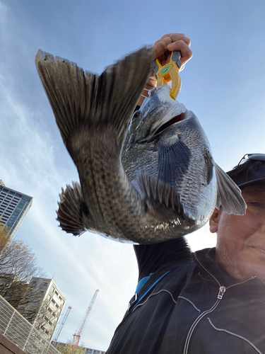 クロダイの釣果