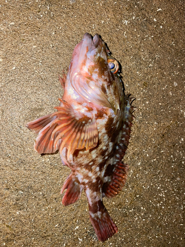 カサゴの釣果