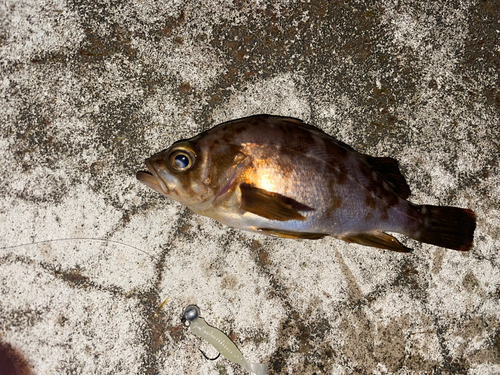 メバルの釣果