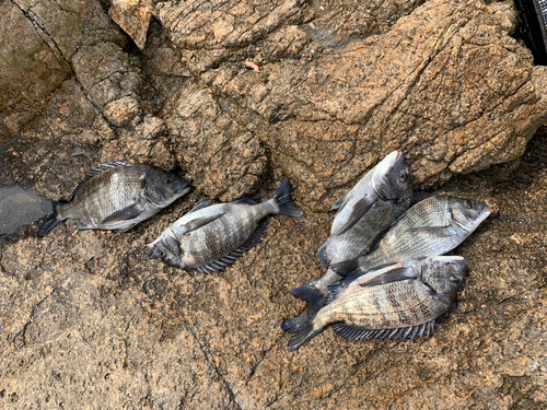 チヌの釣果