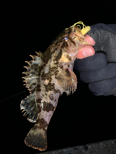 タケノコメバルの釣果