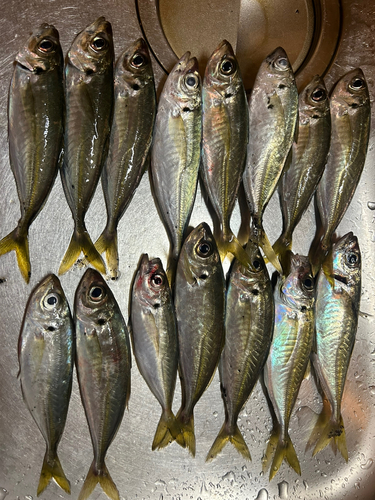 アジの釣果