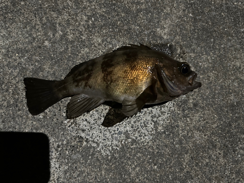 ヤリイカの釣果