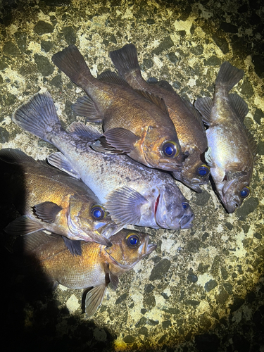 シロメバルの釣果