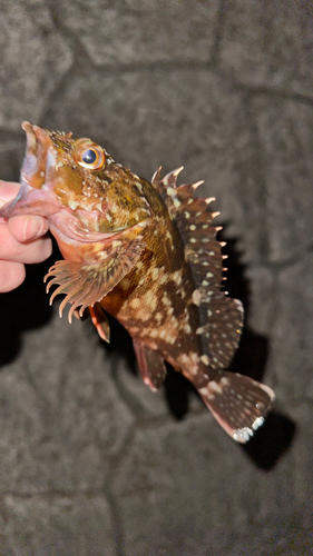 カサゴの釣果