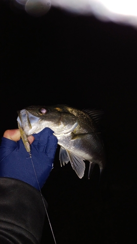 スズキの釣果