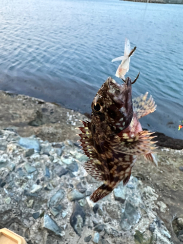 アラカブの釣果