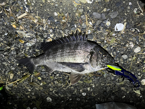 クロダイの釣果